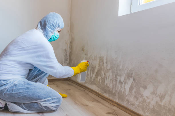 Licensed Attic Mold Remediation service in Plano, TX - Car Mold Remediation