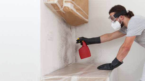 Professional Attic Mold Remediation technician working in Plano, TX