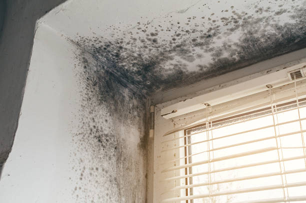 Affordable Attic Mold Remediation solutions in Plano, TX
