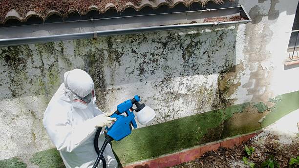 Top rated local Attic Mold Remediation specialists in Plano, TX